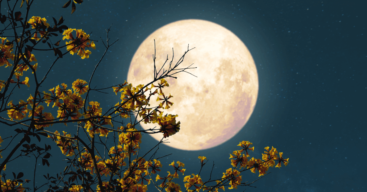 Rituales de luna llena para principiantes